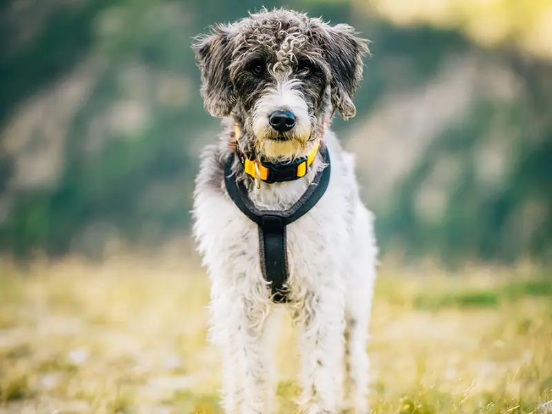 Bordoodle köpek cinsi , düşük tüy dökme oranı ve yüksek zekası ile popüler aile köpeği