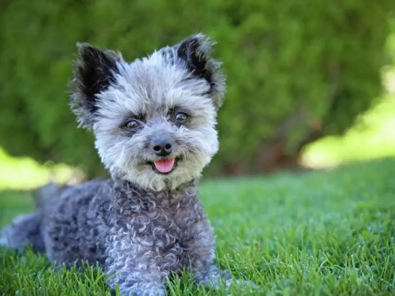 Kıvırcık tüylü, küçük yapılı, zeki Chi Poo köpeği