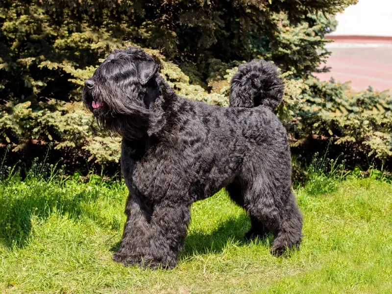 Siyah tüylü Bouvier des Flandres köpeği ayakta