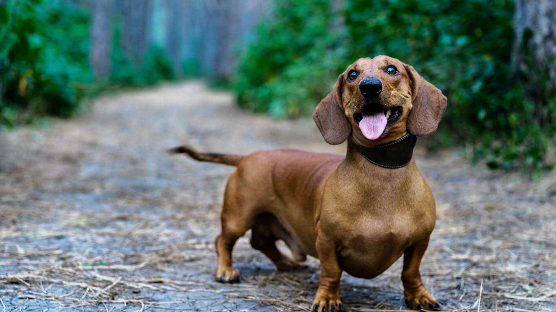 Sosis köpek (Dakhund) Özellikleri ve Bakımı