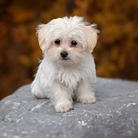 Yorkipoo Köpek Irkı Özellikleri, Karakteri ve Bakımı