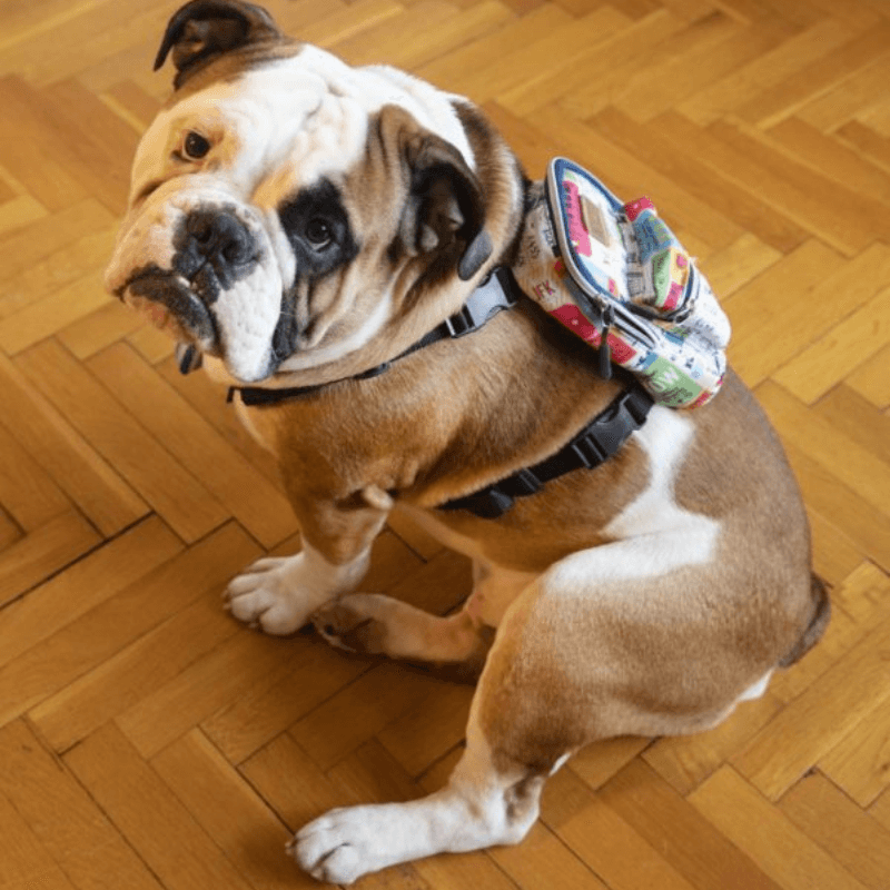 Pawlook Street Smart Köpek Sırt Çantası ve Göğüs Tasması Travel