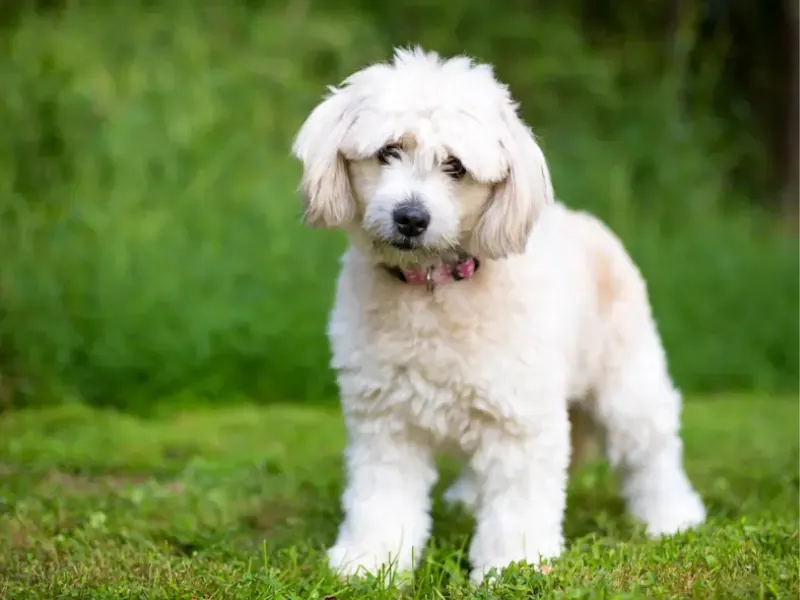 Minik Peekapoo, sadakati ve oyuncu karakteriyle evin vazgeçilmez üyesi