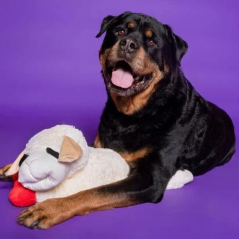 Happy Pet Lambchop Kuzu Peluş Köpek Oyuncağı Small