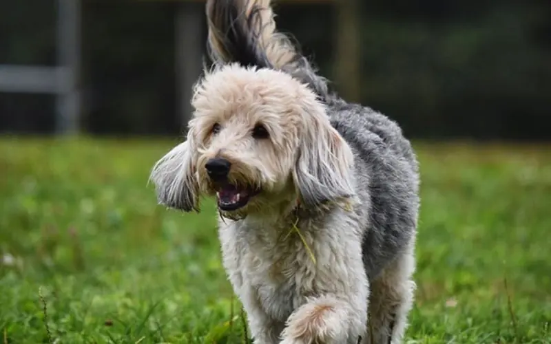 Poogle Köpek Irkı Bakımı