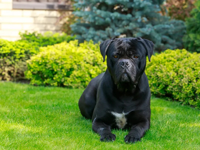 Parlak siyah tüyleriyle öne çıkan Cane Corso, koruma ve bekçilik yetenekleriyle tanınan bir büyük ırk.