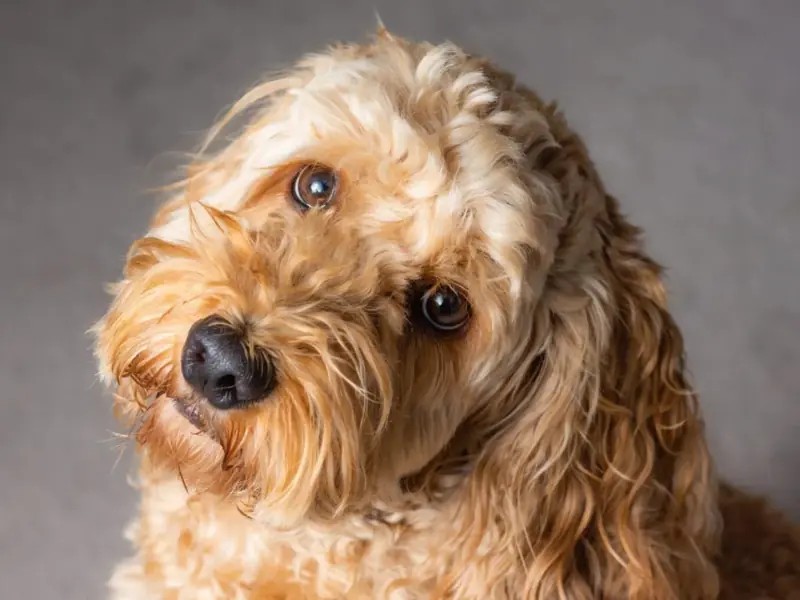 Cockapoo cinsi kıvırcık tüylü köpek