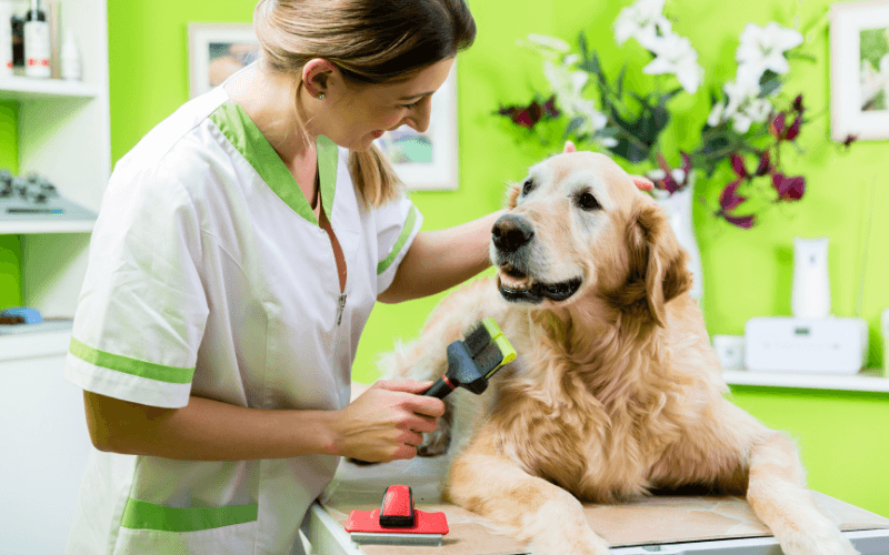 Köpeklerin Tüy Bakımı İçin Tarak Seçerken Nelere Dikkat Etmeli