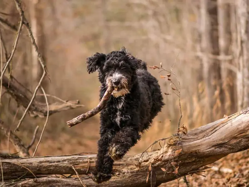 Ormanda ağzında çubukla koşan neşeli Aussiedoodle