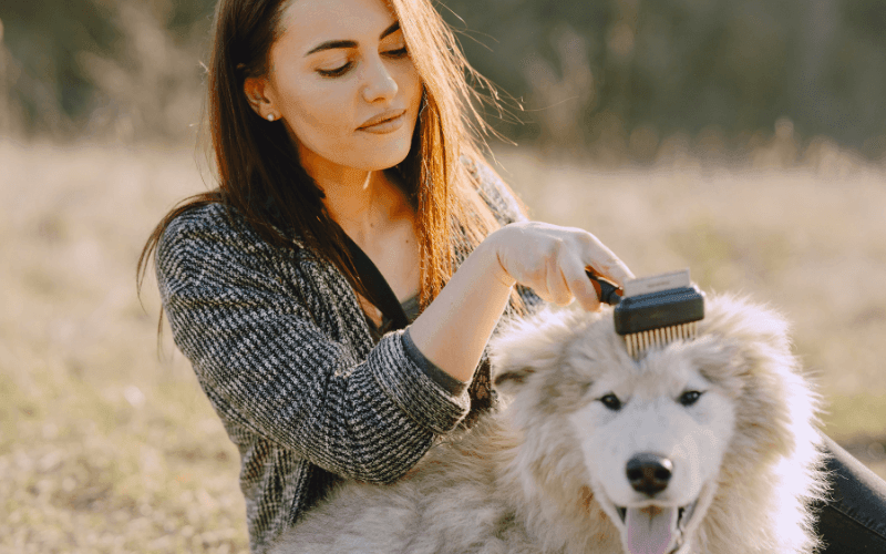 Köpek Bakım Fırçası Seçimi Nasıl Olmalı?