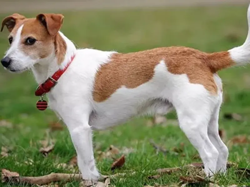 Parson Russell Terrier köpek cinsi sadık ve sevgi dolu yapısıyla çim üzerinde duran sevimli terrier