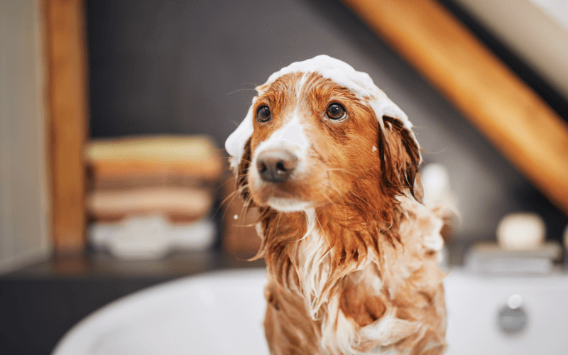 Köpekler için Köpük Banyosunun Avantajları