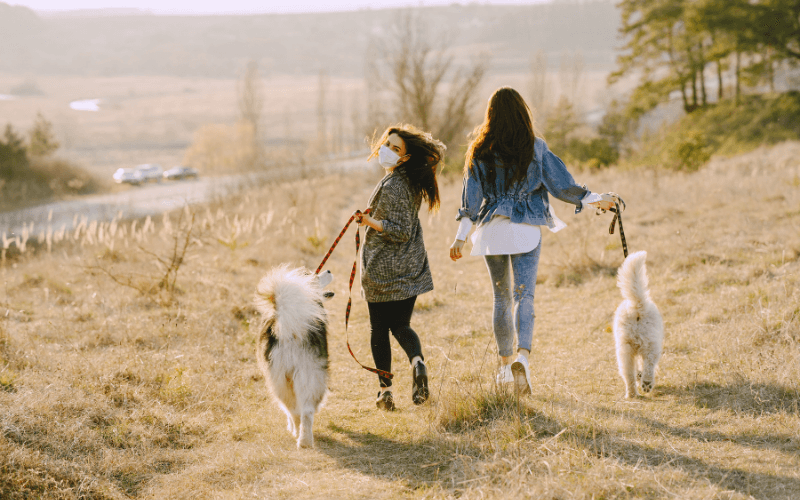 Köpeklerin Çimlerde Oynaması Faydalı Mı