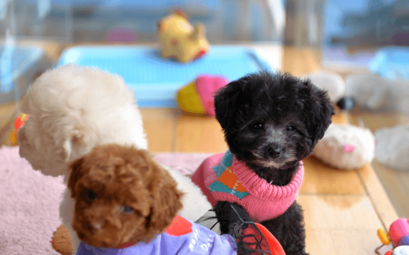 Toy Poodle Köpek Tıraşı ve Modelleri