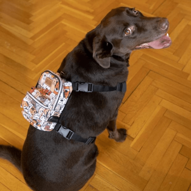 Pawlook Street Smart Köpek Sırt Çantası ve Göğüs Tasması Paws