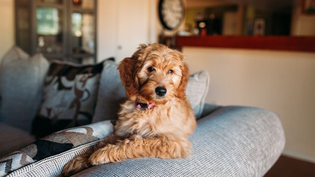 Ev Köpeği Cinsleri - Bakım İpuçları ve Dikkat Edilecek Noktalar