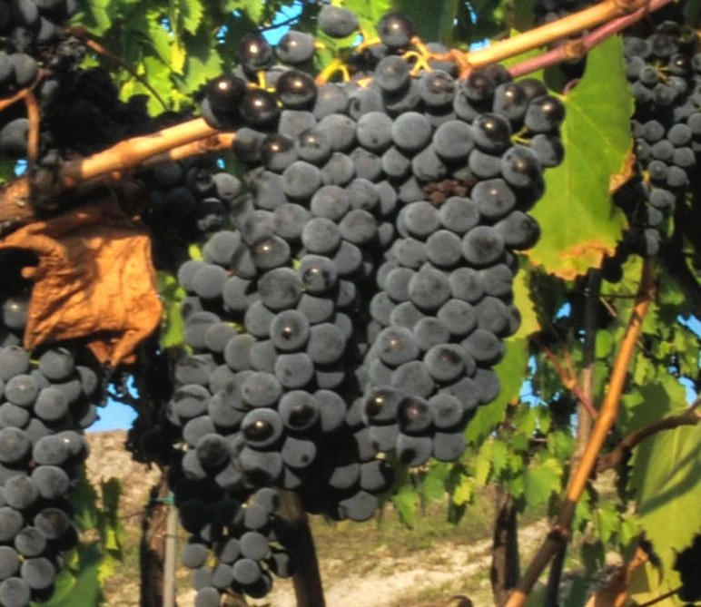 Sangiovese üzümü