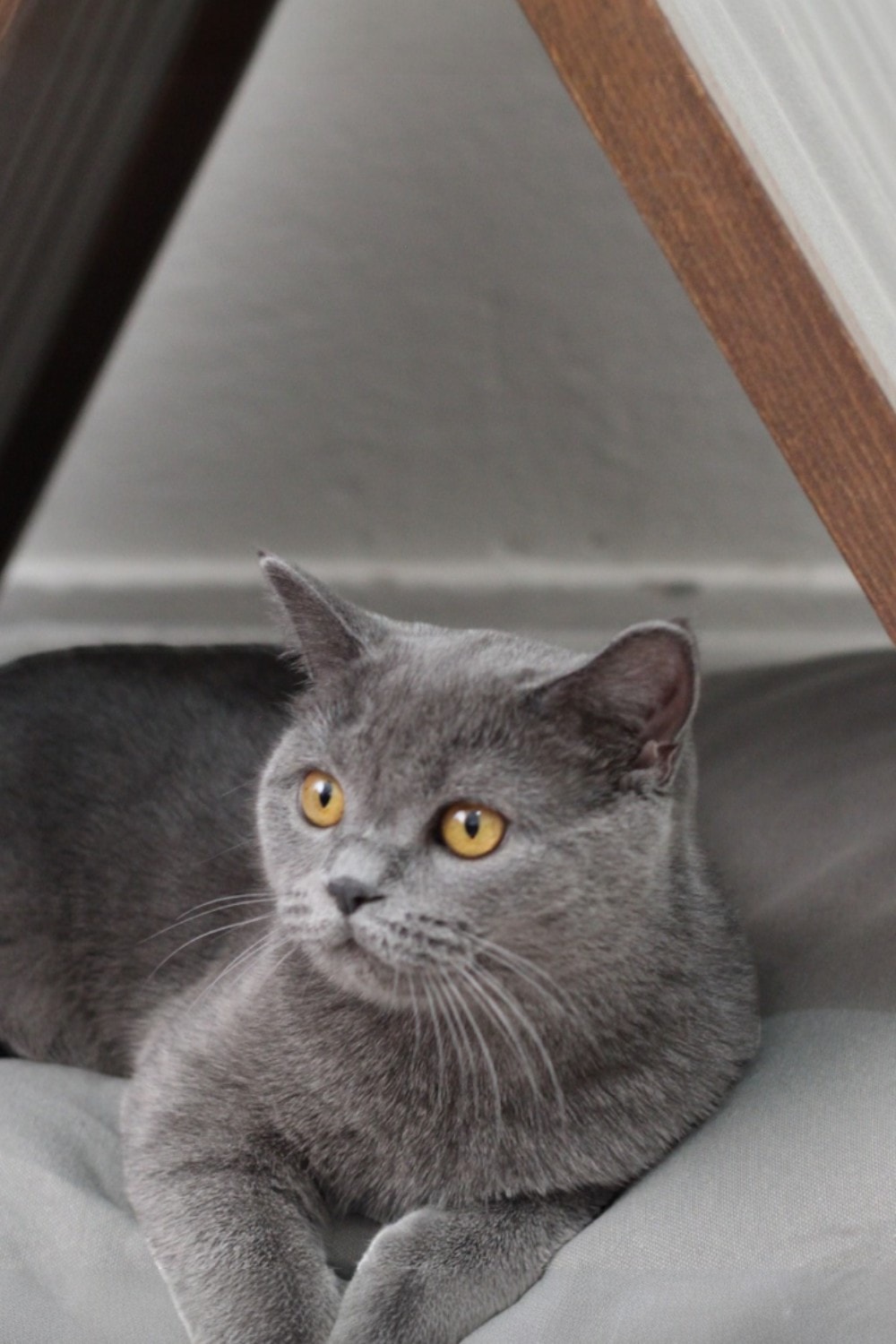 Ketu Kedi Evi - Gri
