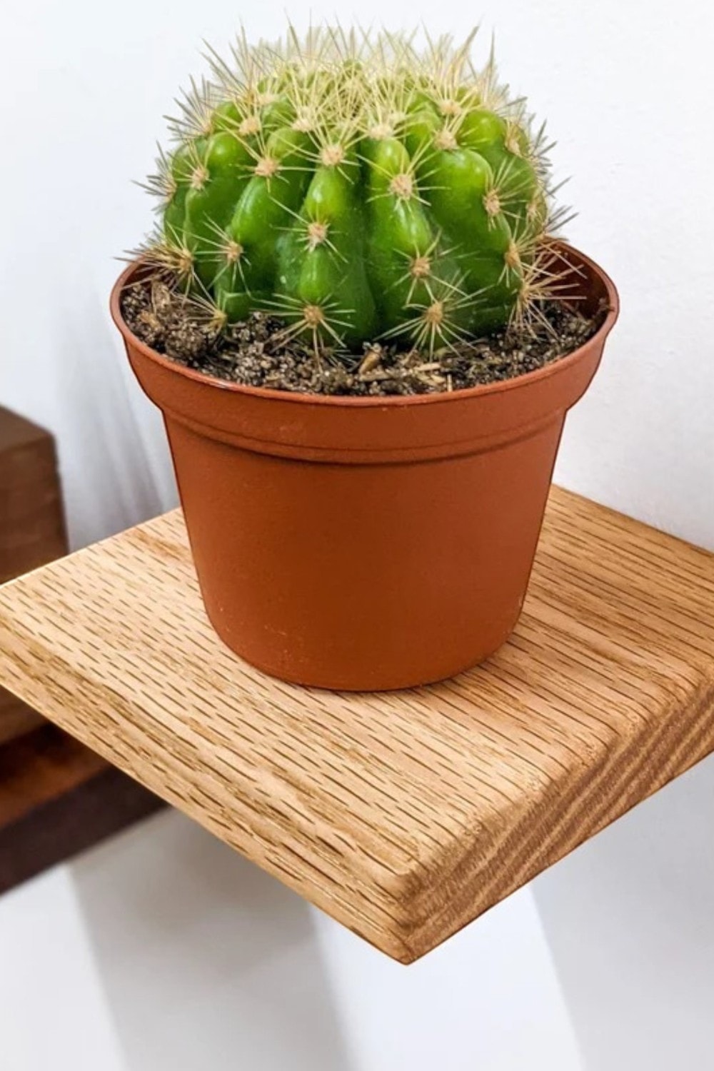 Salvia El Yapımı Ahşap Raf