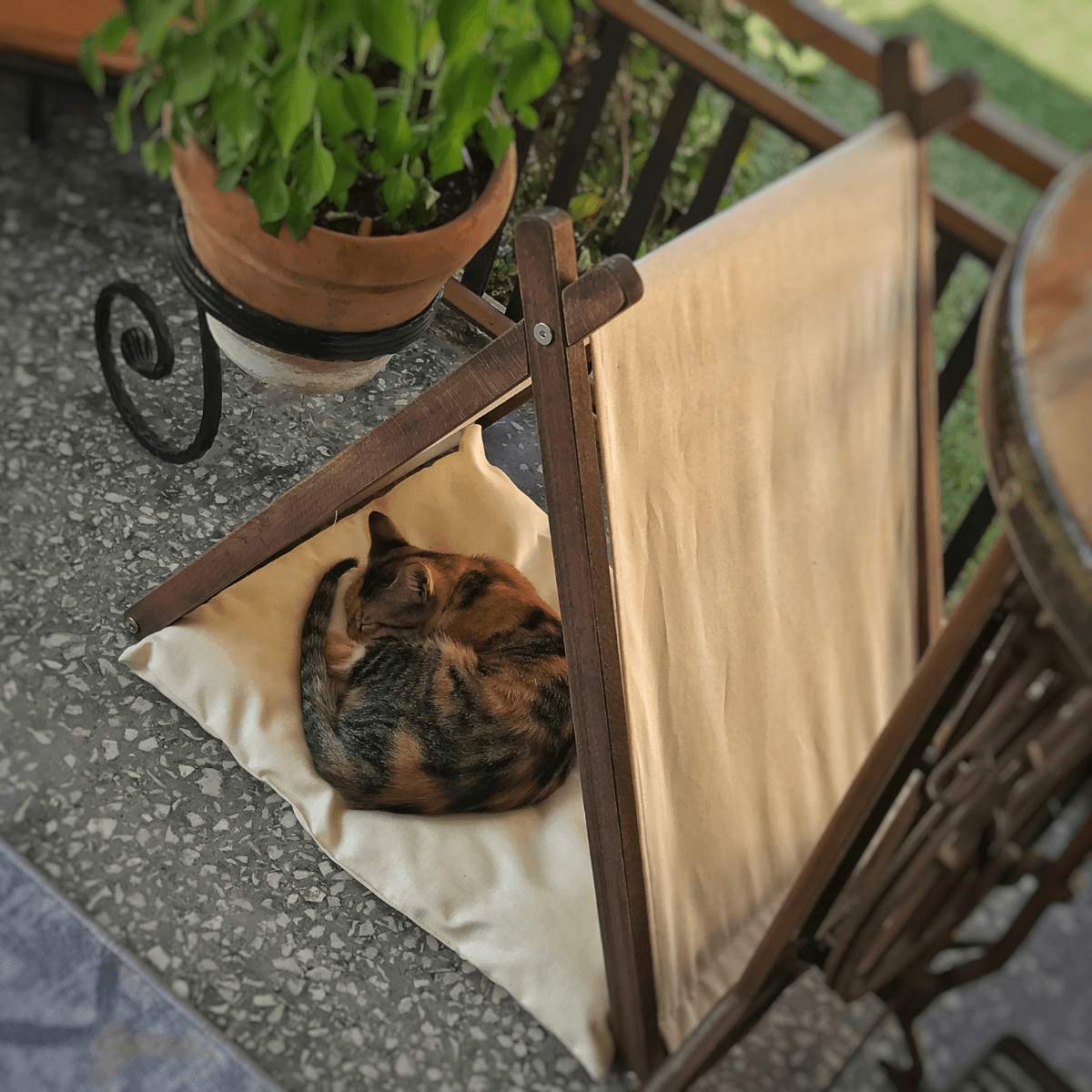 Ketu Kedi Evi - Bej