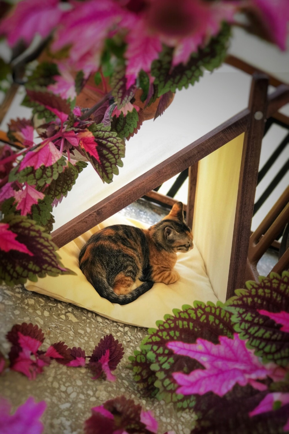 Ketu Kedi Evi - Bej