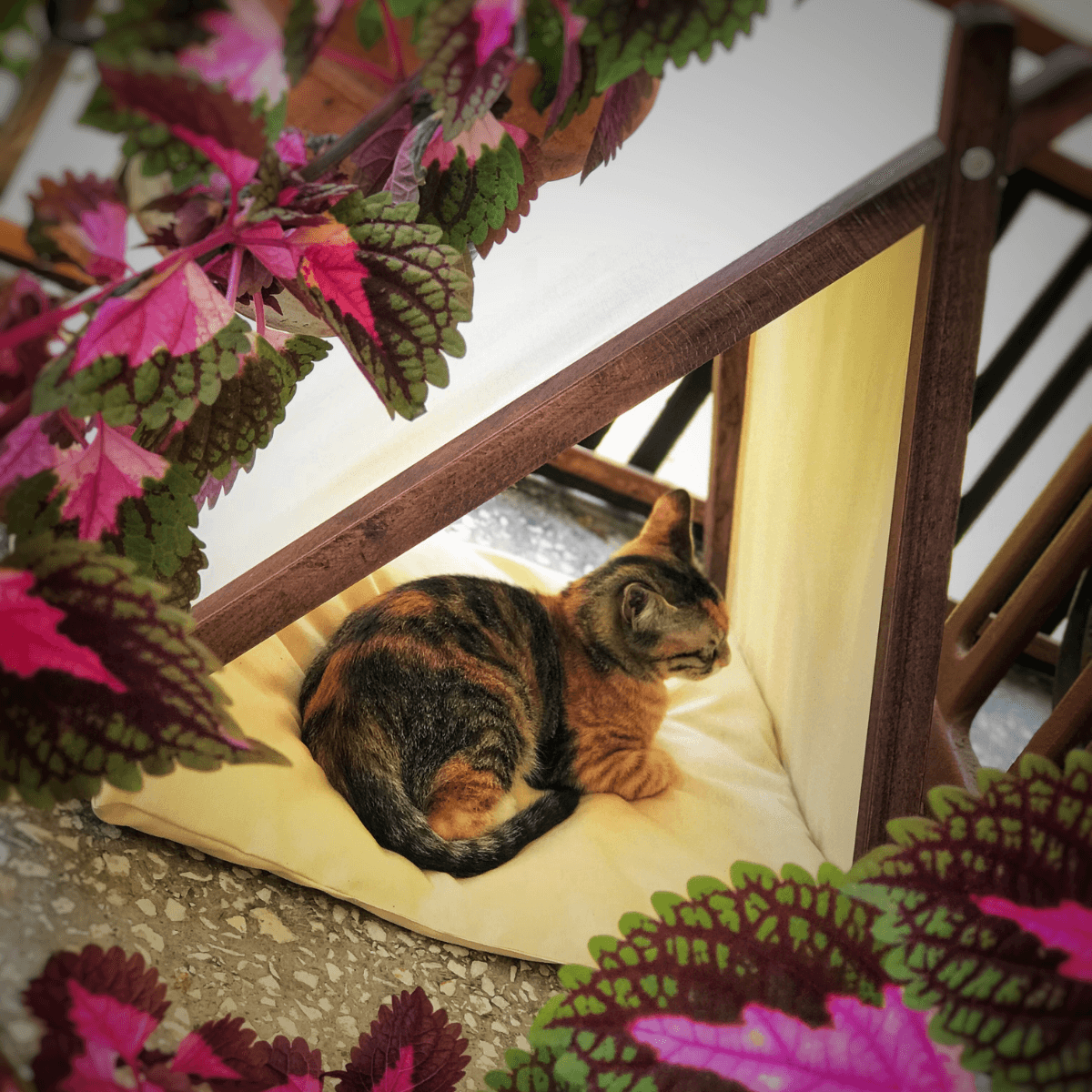 Ketu Kedi Evi - Bej