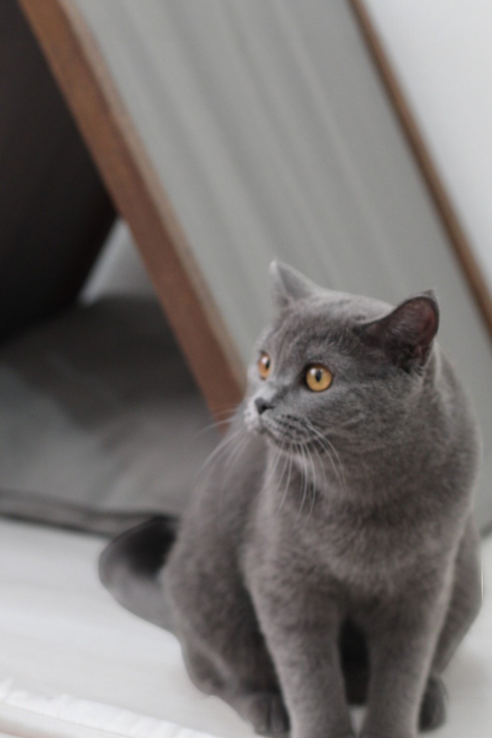 Ketu Kedi Evi - Gri