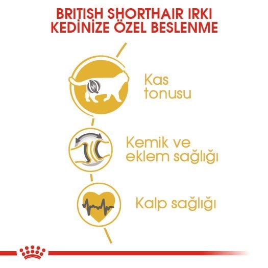 Royal Canin British Shorthair Adult Yetişkin Kedi Maması 2 kg