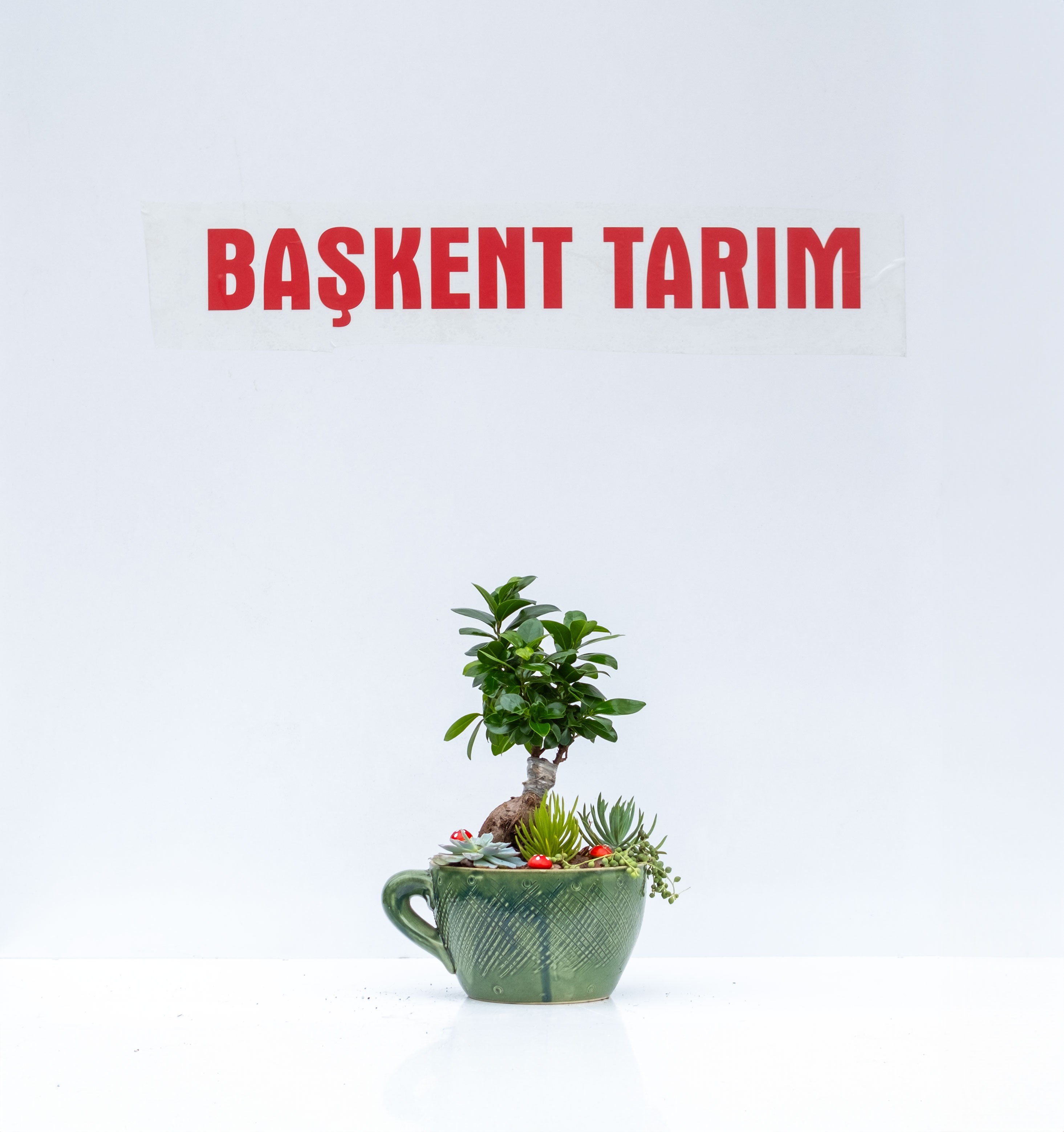 Bonsai Aranjman Seramik Saksıda