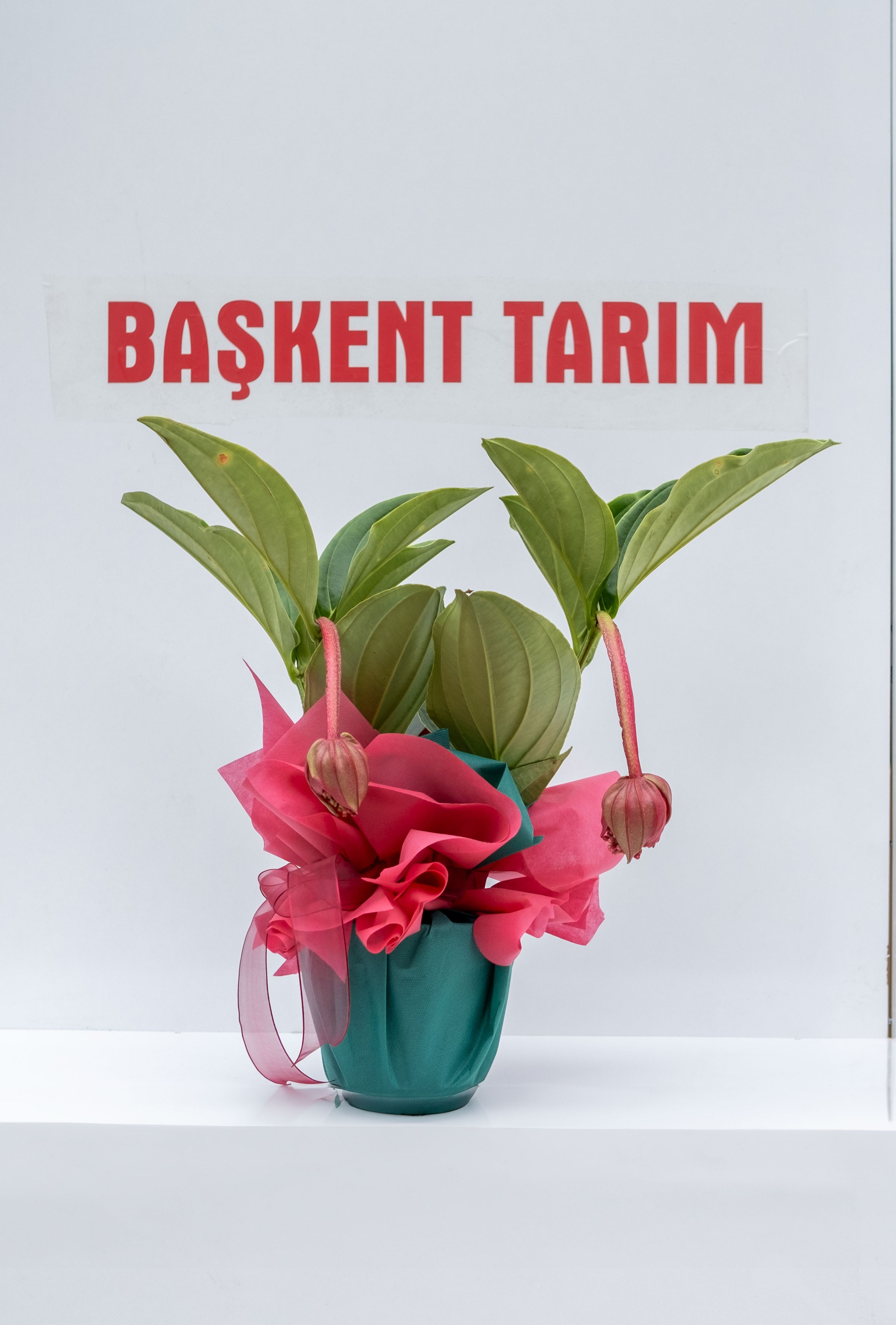 Medine Gülü Çiçeği (Medinilla Magnifica)