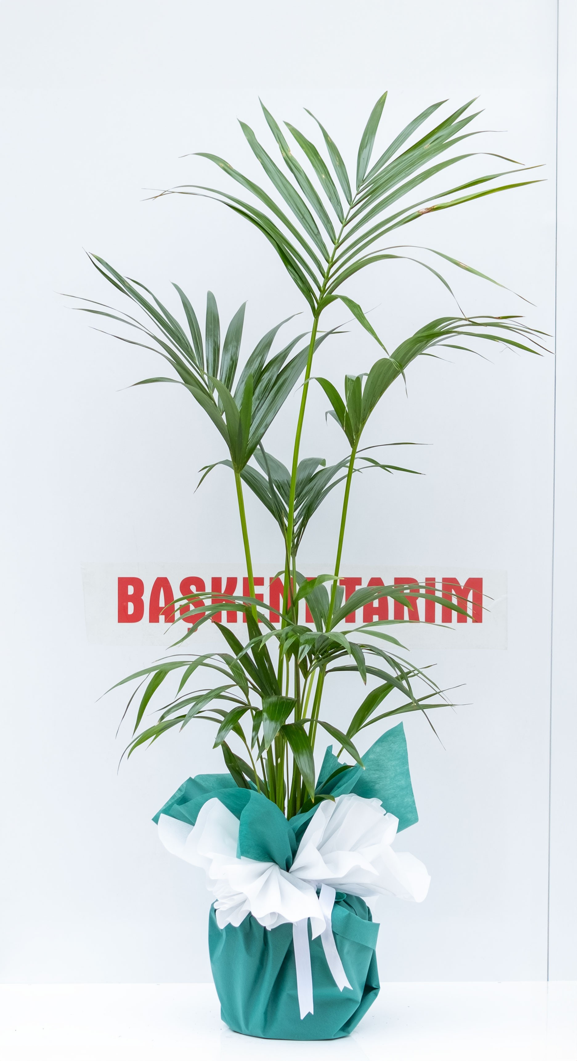 Kentia Palmiyesi Howea Forsteriana 120-140 Cm