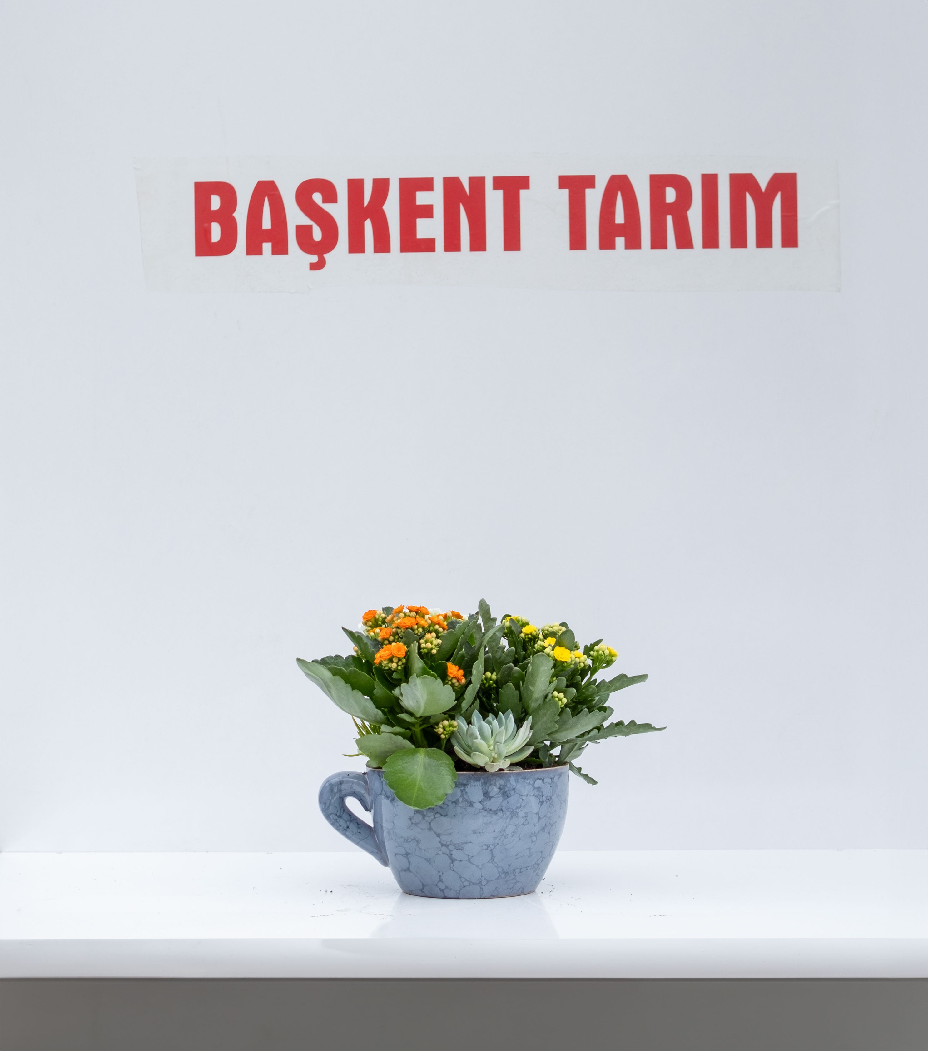 Kalanchoe Aranjman Seramik Saksılı