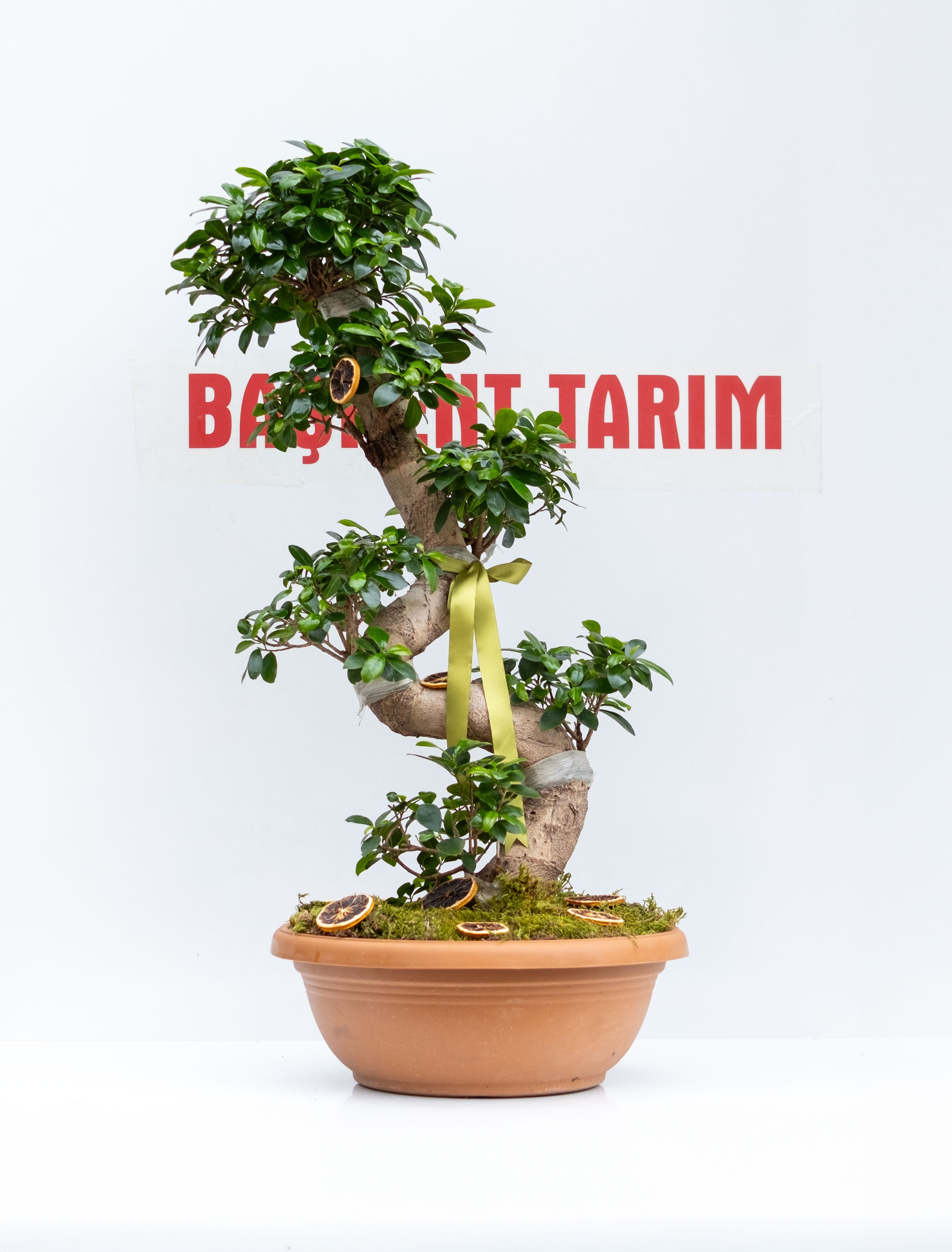Bonsai Ağacı XL