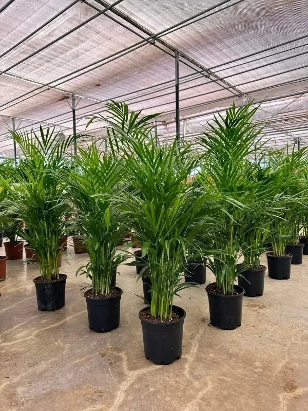 Areka Salon Palmiyesi 120 cm (Dypsis Lutescens)
