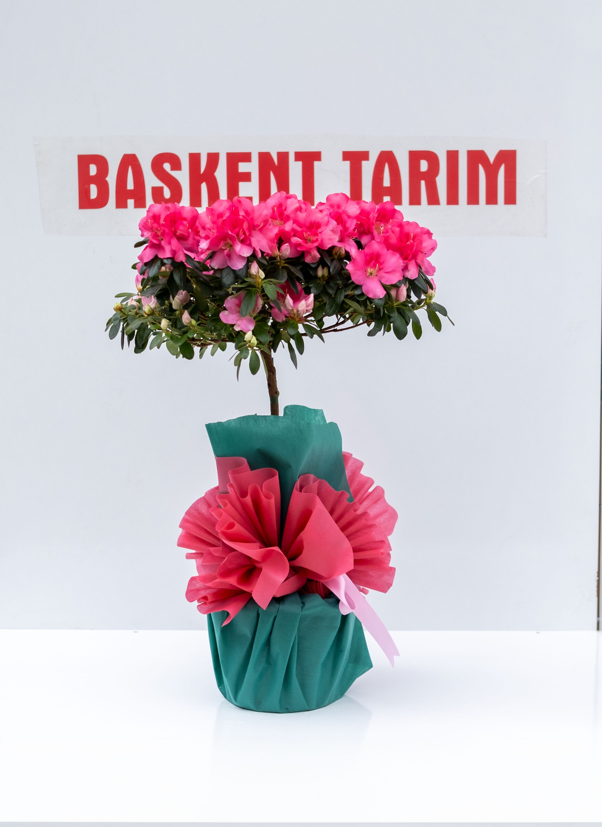 Baston Açelya