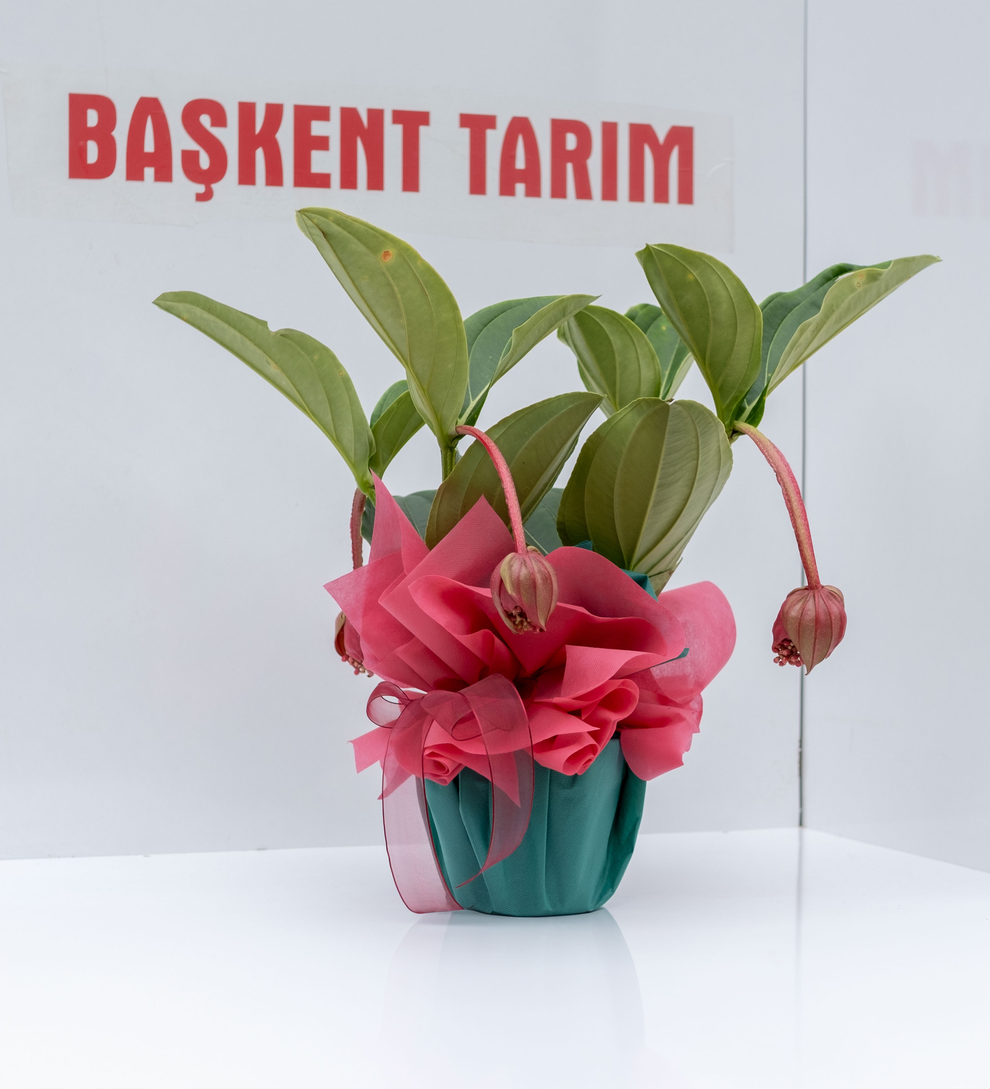 Medine Gülü Çiçeği (Medinilla Magnifica)