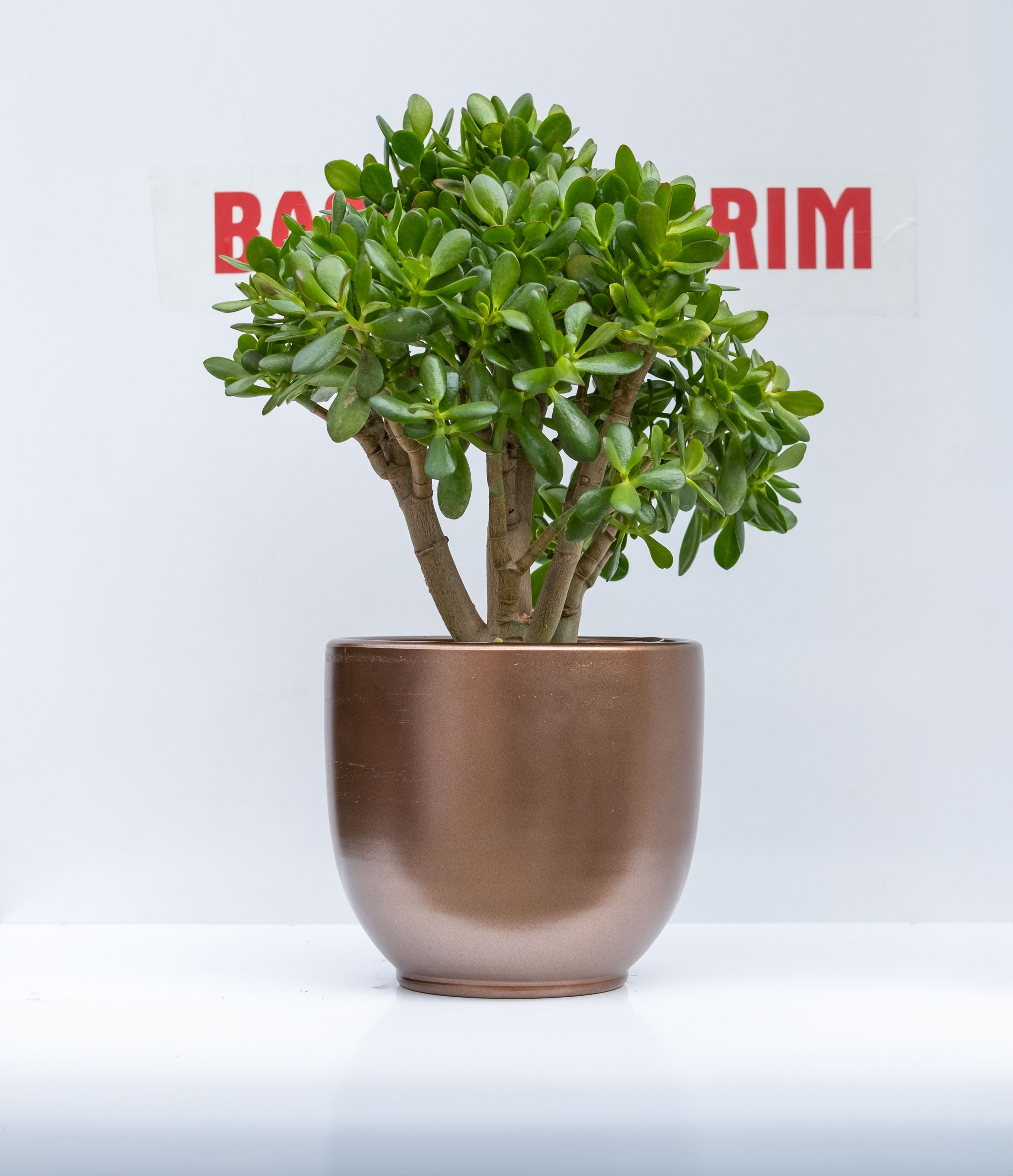 Crassula Ovata - Para Ağacı ve İthal Seramik Saksı