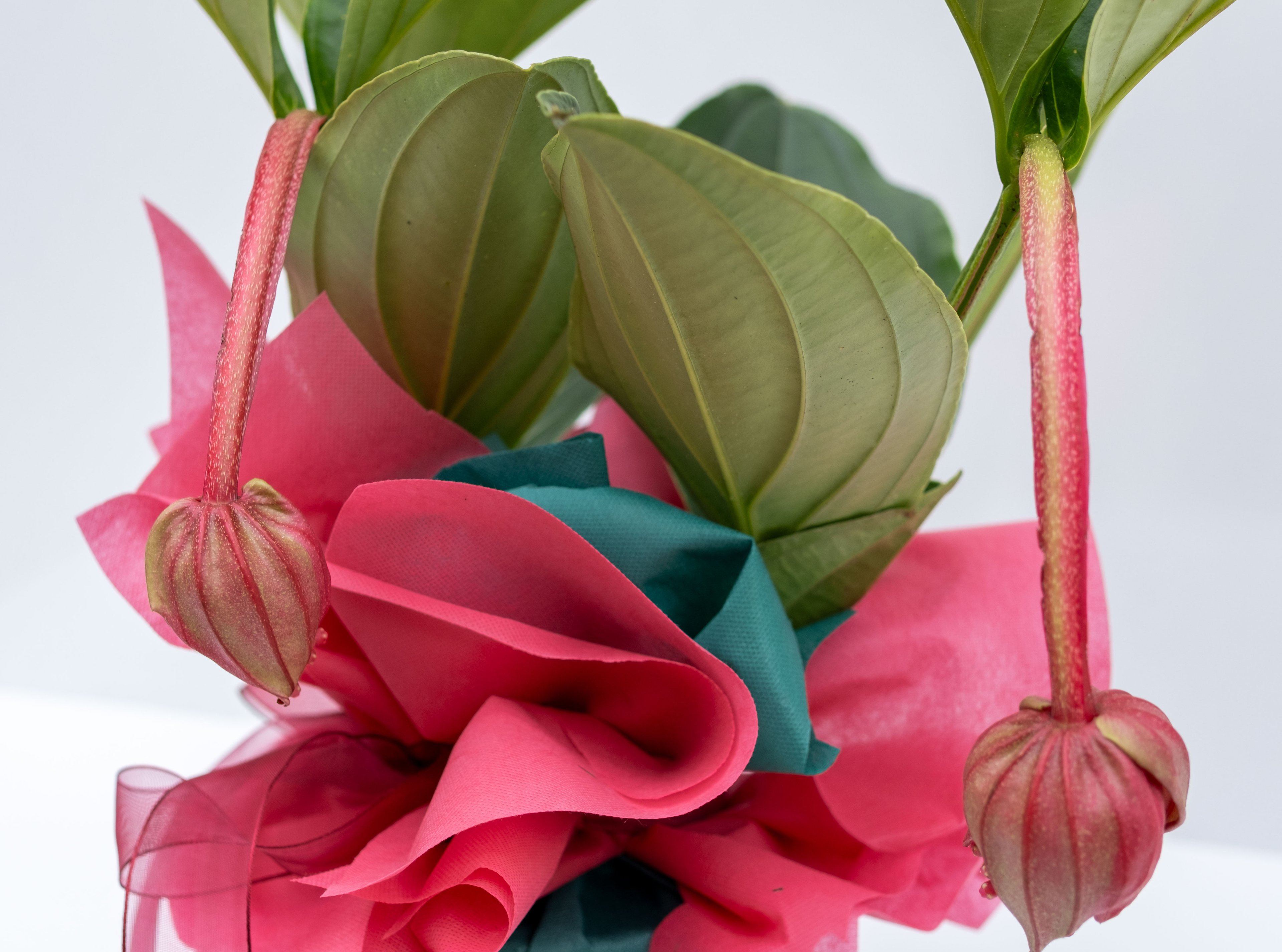 Medine Gülü Çiçeği (Medinilla Magnifica)