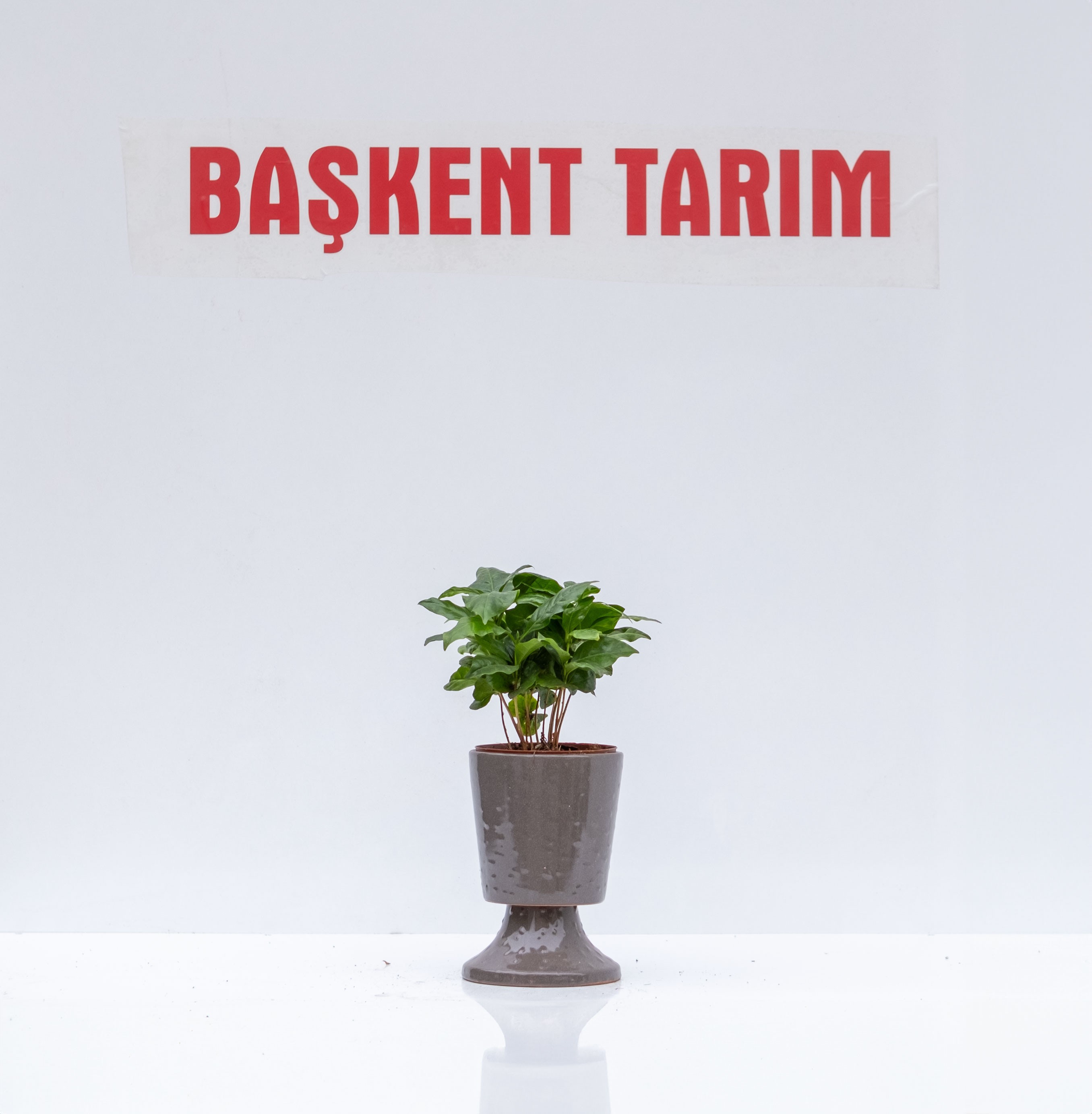 Kahve Ağaçı