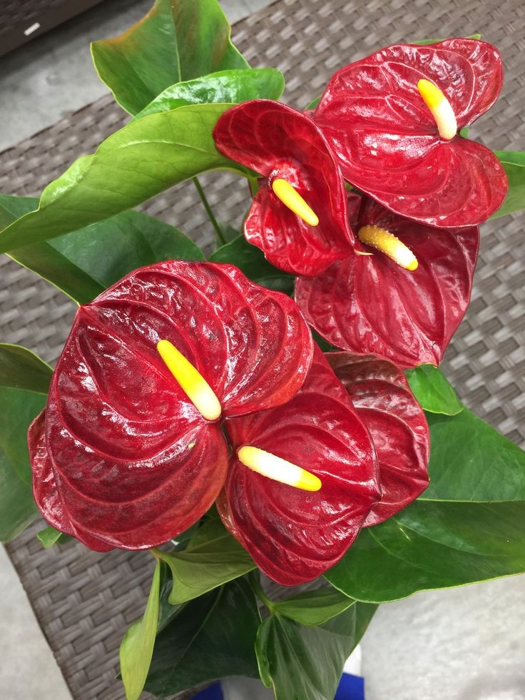 Antoryum Çiçeği (Anthurium) 60-90 cm 