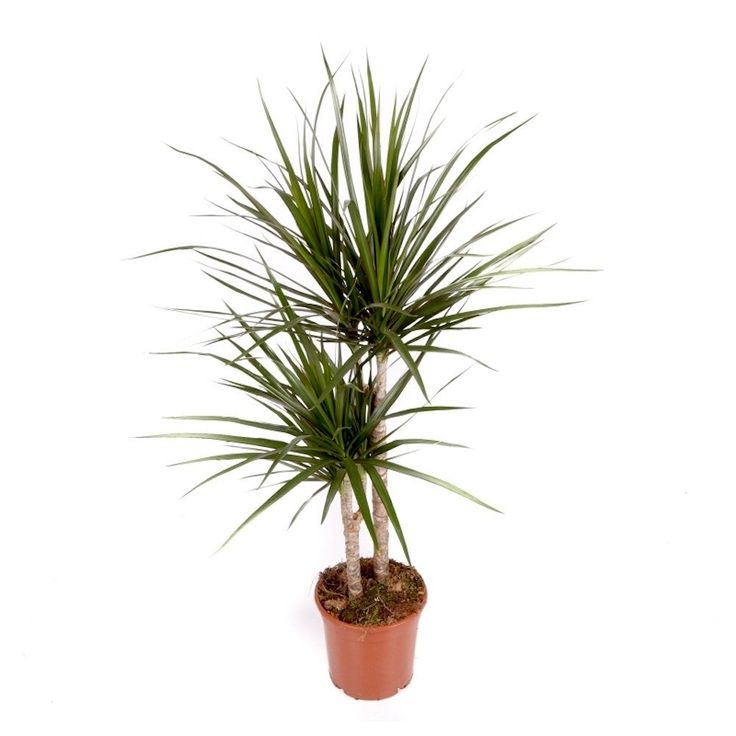 Dracaena Marginata - 2 Gövdeli 90-110 cm Üretim Saksılı