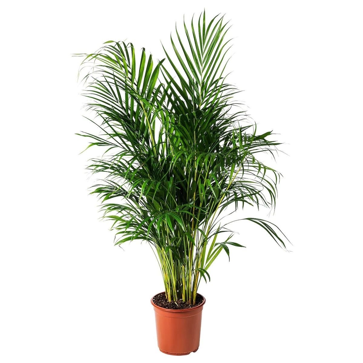 Areka Palmiyesi Büyük (Dypsis Lutescens) 110-130 cm