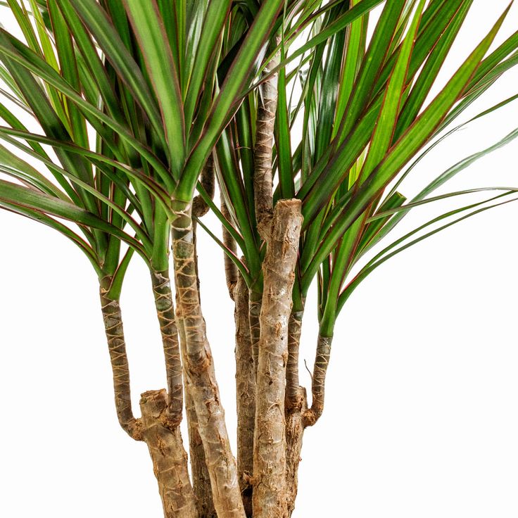 Dracaena Marginata - 2 Gövdeli 90-110 cm Üretim Saksılı