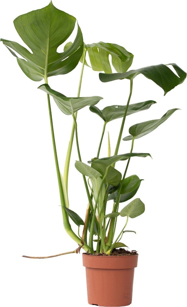 Deve Tabanı Bitkisi- Monstera Deliciosa