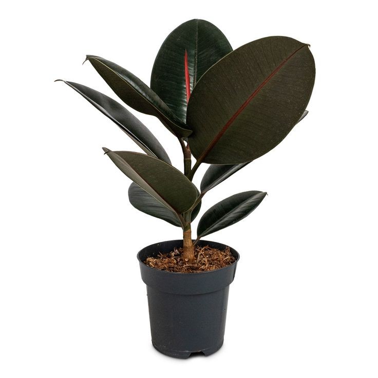 Siyah Kauçuk ( Ficus elastica Black') Tek Gövdeli 40-60 cm Üretim Saksılı