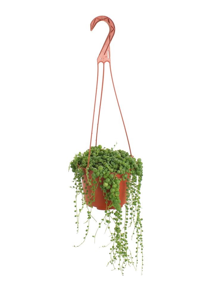 Dolgun Formlu Tesbih Çiçeği (İnci Tanesi - Senecio Rowleyanus) 40-60 cm Üretim Saksılı