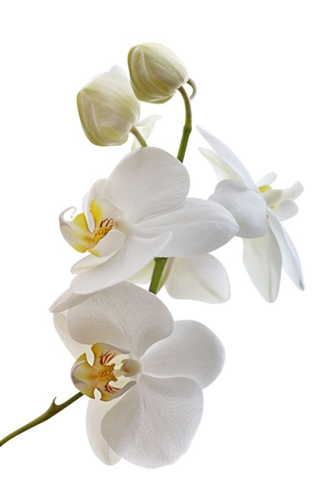 Beyaz Orkide (Phalaonepsis) Çift Dallı İthal Üretim