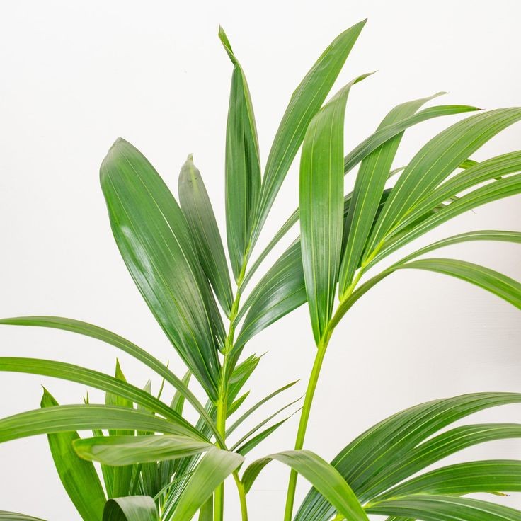 Kentia Palmiyesi - Large (Kentya Palmiyesi - Howea Forsteriana) 80-100 cm Üretim Saksılı