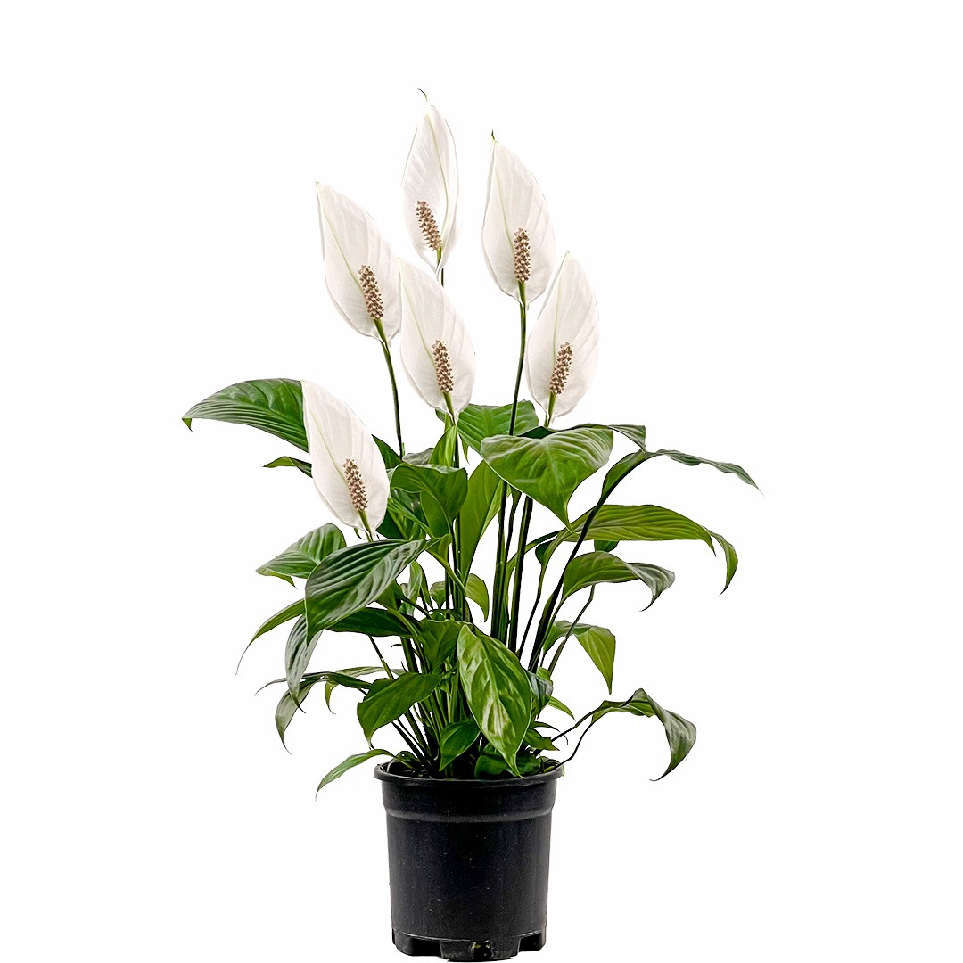 Barış Çiçeği (Spathiphyllum) 40-60 cm Üretim Saksılı
