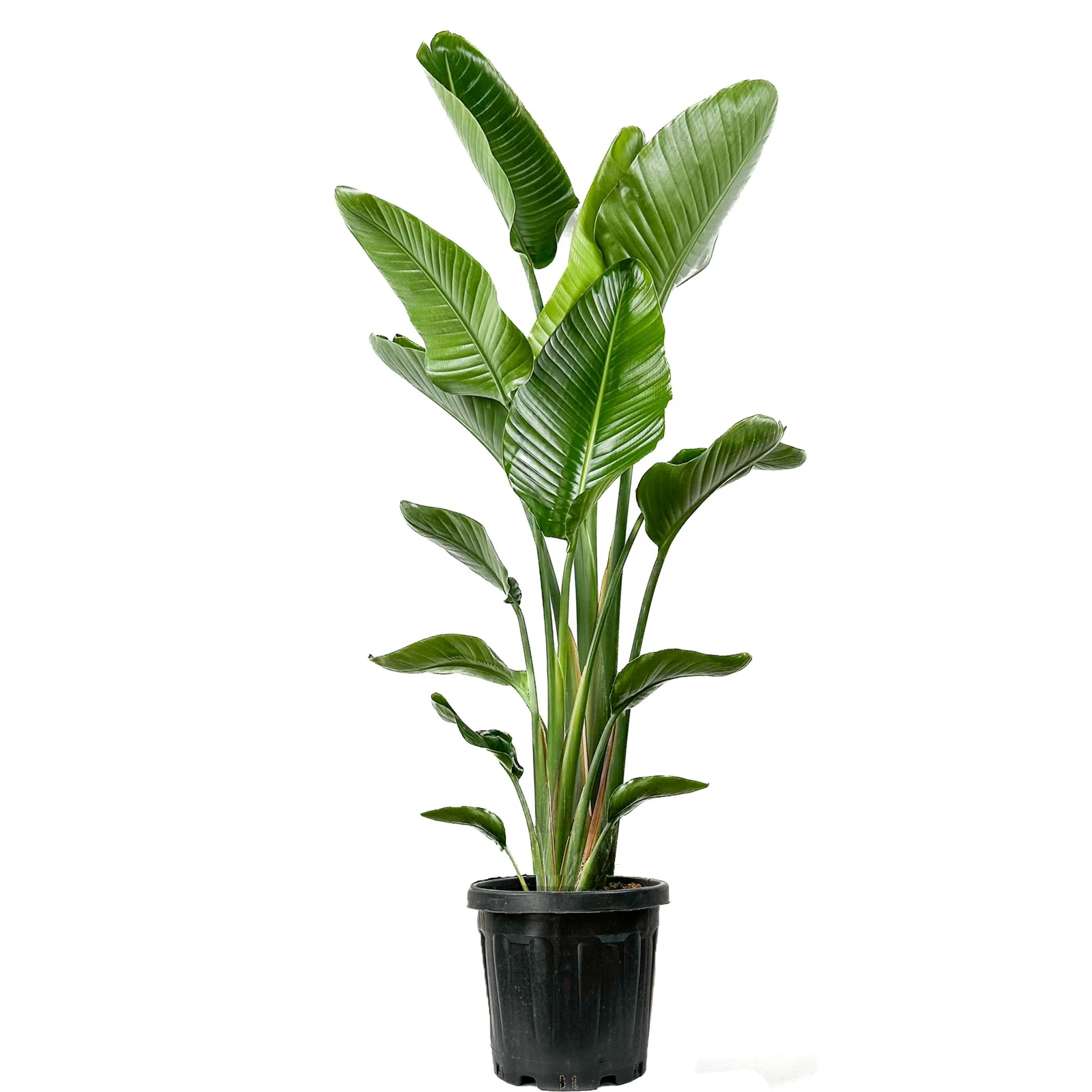 Starliçe (Strelitzia Nicolai) 3 Gövdeli 180–200 cm — Üretim Saksılı